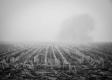 2015 Siriushoeve in de mist