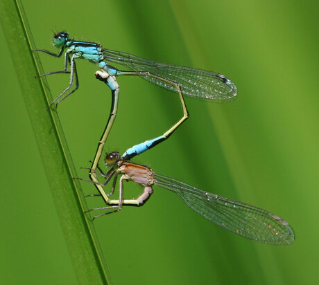 Ischnura elegans paringsrad