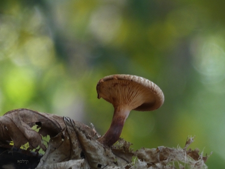 ....van de hoed en de rand weten........