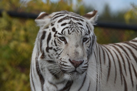 White tiger