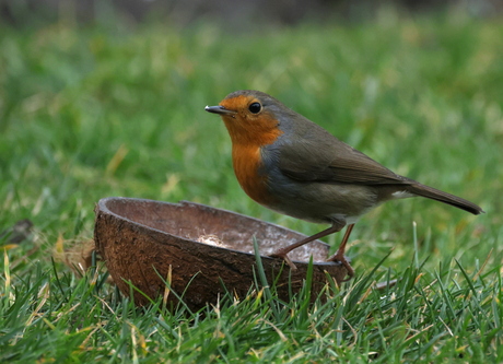 Robin