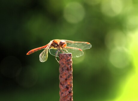 Rode libelle