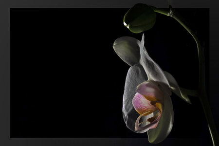 orchidee in het donker - De bloem iets lichter gemaakt en een kader eromheen. - foto door paulap op 27-11-2008