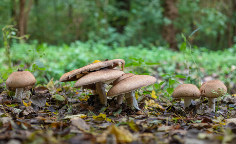 Paddestoelen in het bos 