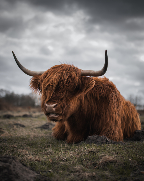 Highland Cow