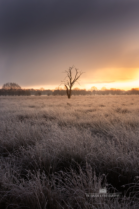Een stille winterochtend eenzame boom in bevroren wereld