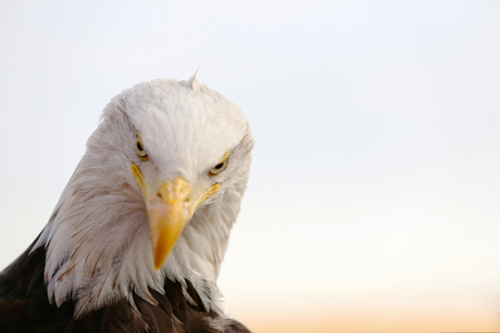 Zeearend, Roofvogel demonstratie