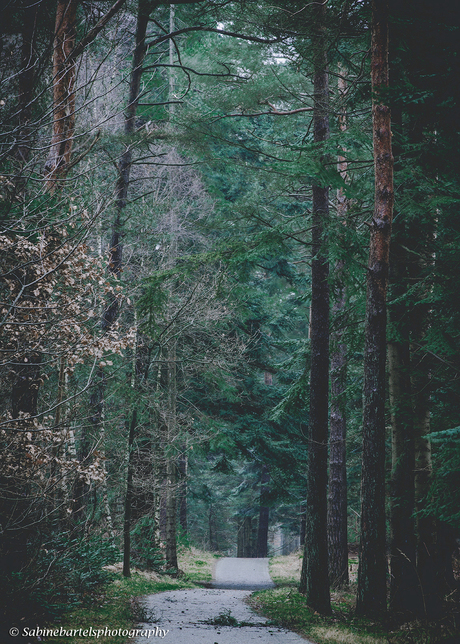 Chilly forest