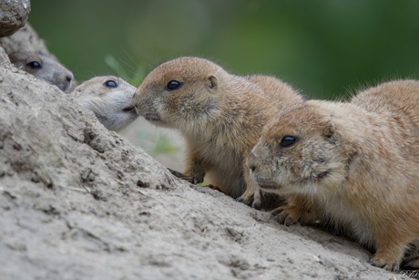 prairiehondjes