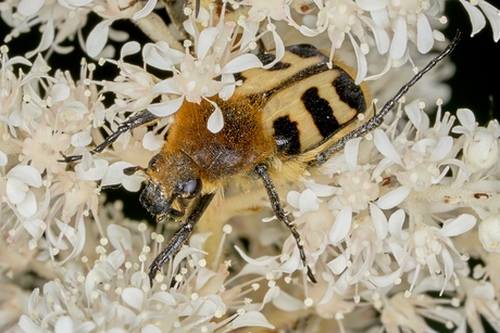 Op wandel in de astilbe