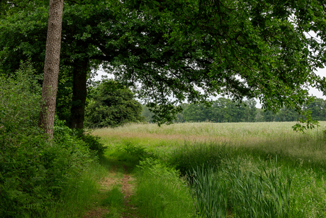Het Brunsveld