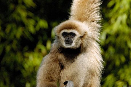 Gibbon