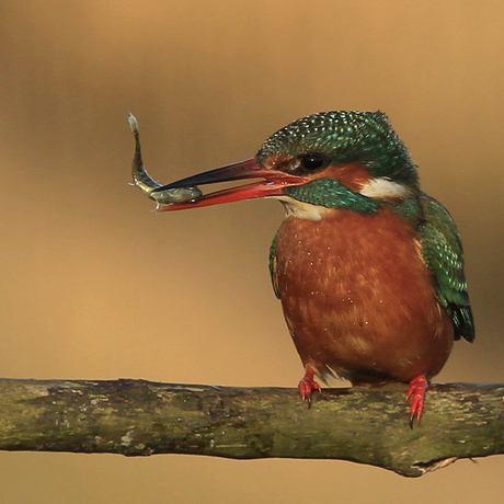 IJsvogel