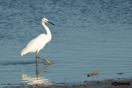 Kleine Zilverreiger