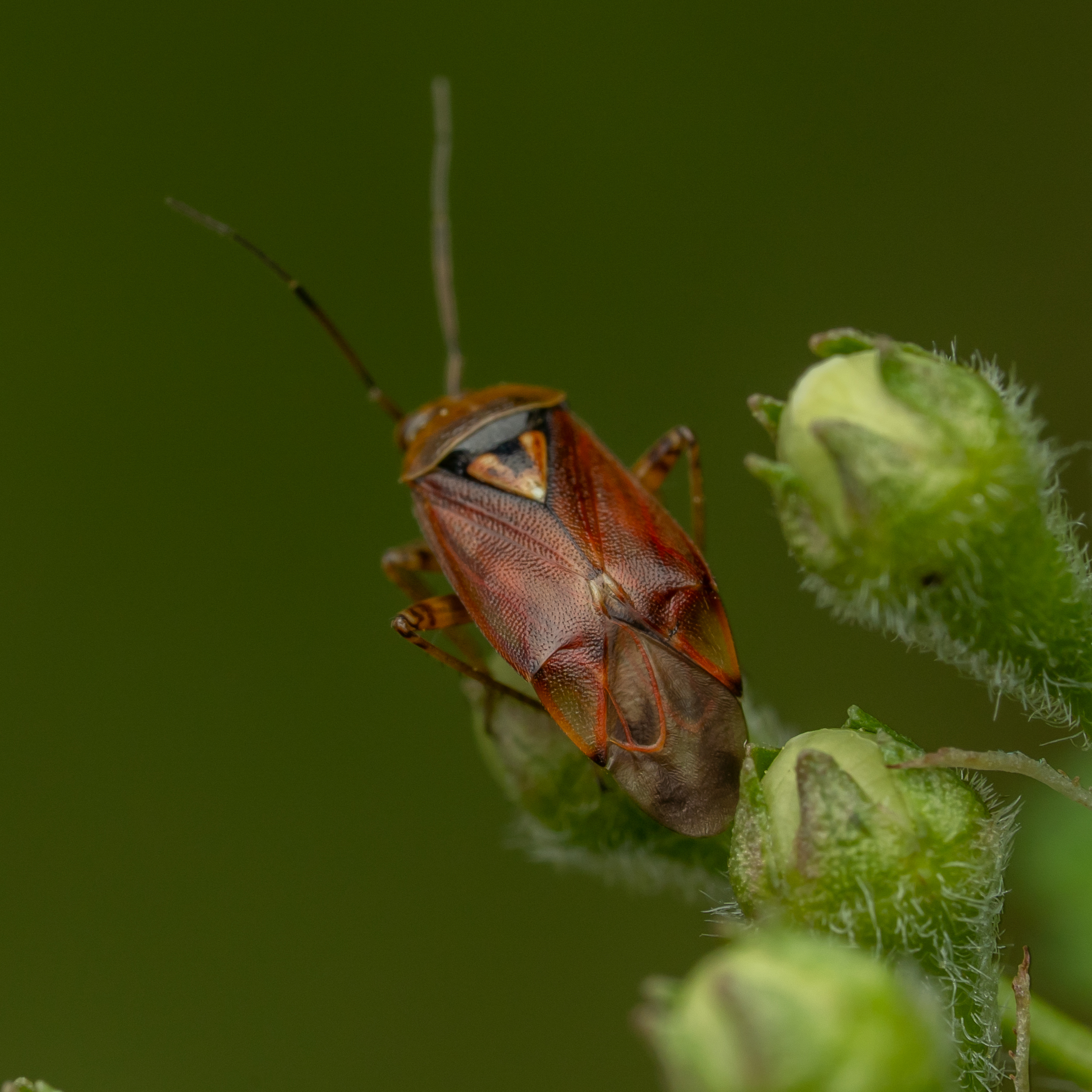 Weideschaduwwants / Lygus pratensis. - 💌 Not all heros wear capes, maar deze heeft een prachtig schild 😎

🗓️ 19 april 2025 - foto door luuk.macro op 07-05-2025 - locatie: Arnhem, Nederland - deze foto bevat: sony, ilce-7m3, fe 90mm f2.8 macro g oss, iso 200, diafragma ƒ/10, sluitertijd 1/160s, brandpuntafstand 90mm, insect, geleedpotige, ongedierte, van dichtbij, kever, macrofotografie, landdier, parasitisme, echte insecten, geurloze plantenwantsen