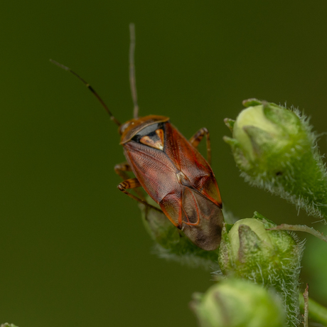 Weideschaduwwants / Lygus pratensis.