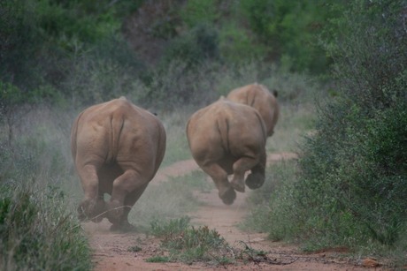 Neushoorns in galop