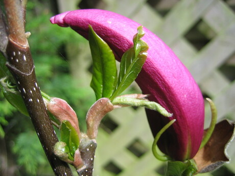 Magnolia in de knop