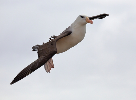 Albatros op Helgoland