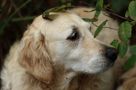 golden retriever