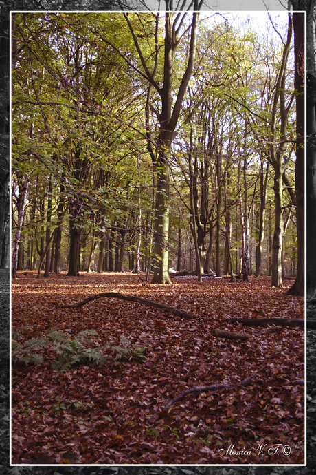 Herfst in het Bos