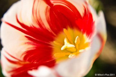 Inside the tulip