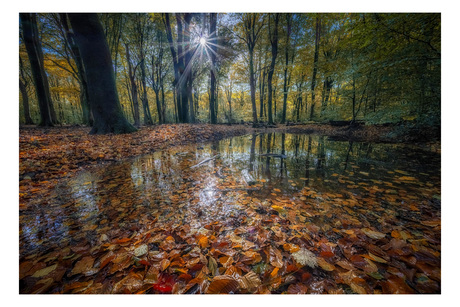Herfst in het Speulderbos 