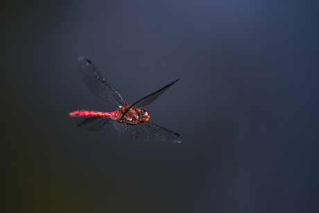 Libelle in vlucht - fantastische moment bevroren in de tijd