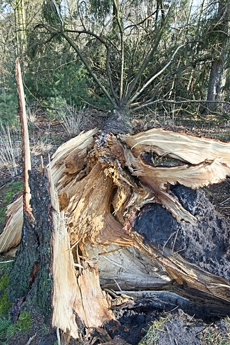 Omgewaaide boom in België