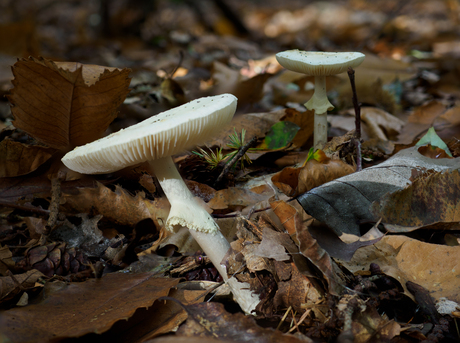 Paddenstoelen in het bos