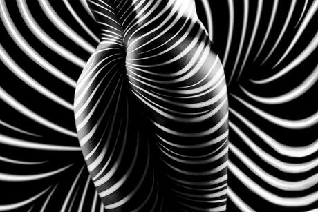 curves and lines zebra art
