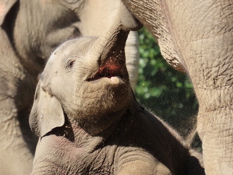 Olifant Diergaarde Blijdorp