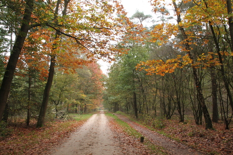 Herfst rondom Zelhem