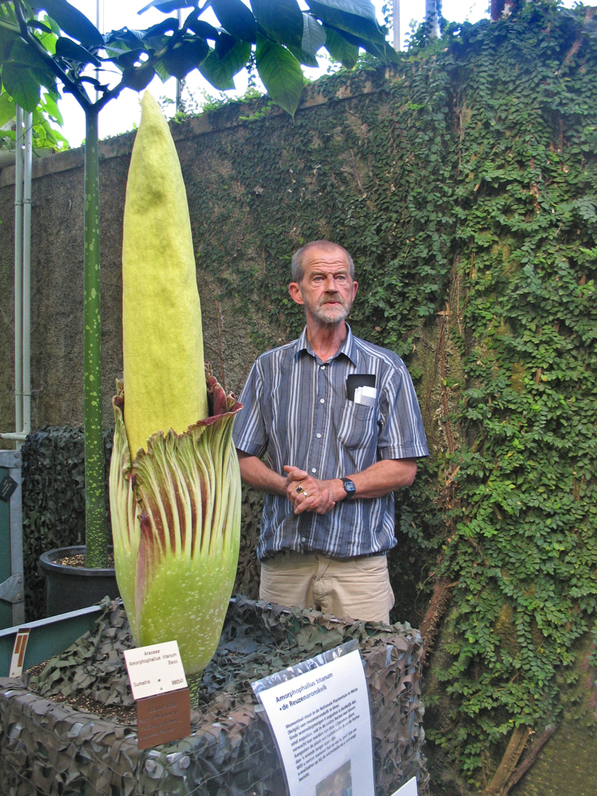 Amorphophallus titanum