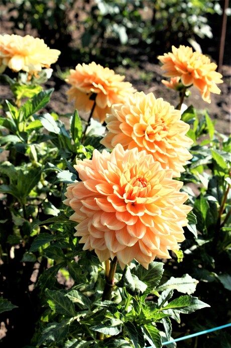 weer de zalmkleurige dahlia