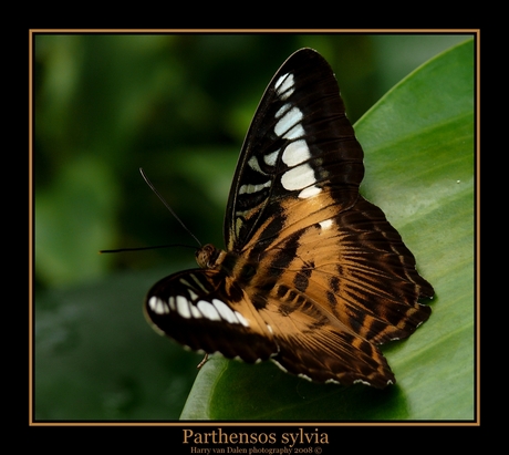 Parthensos sylvia