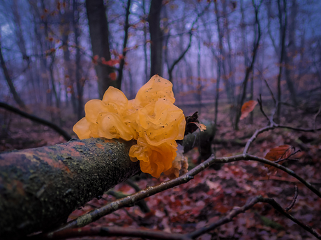 Kleur in de Herfst