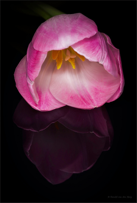 Tulp..