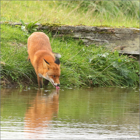 Thirsty Fox