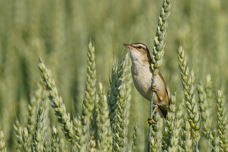 Rietzanger in tarweveld
