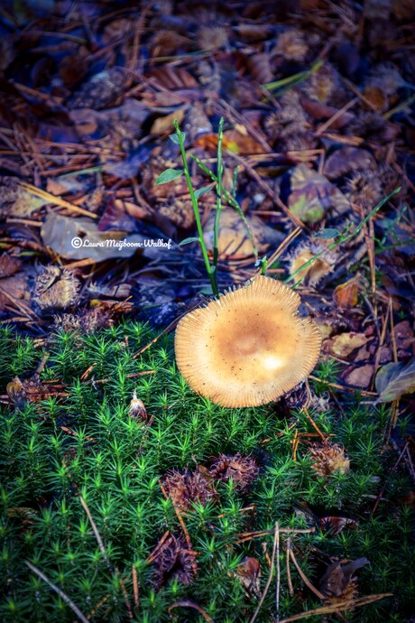 Amanita crocea