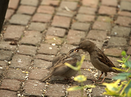 huismus