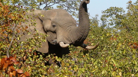 Kruger Park ZAfrika
