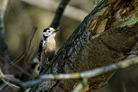 Kleine bonte specht