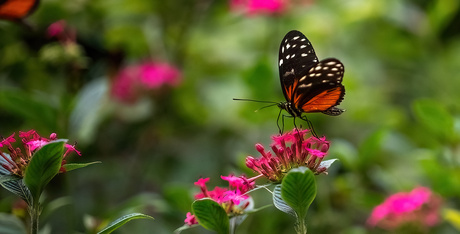 Genieten in de Vlindertuin