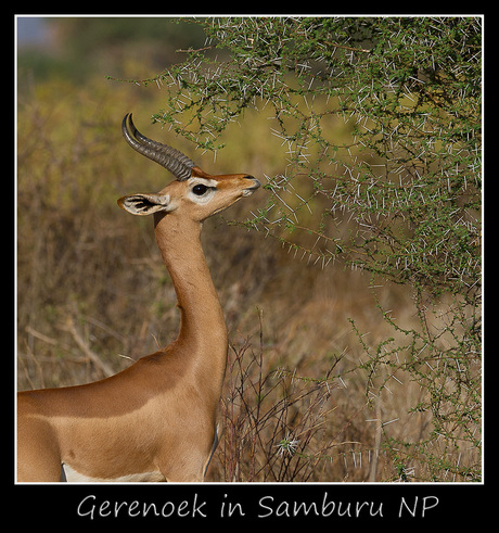 Gerenoek in Samburu NP