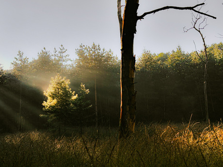 Sunshower