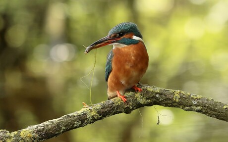 De ijsvogel