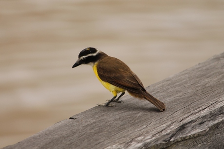 Vogel bij de Surinamerivier