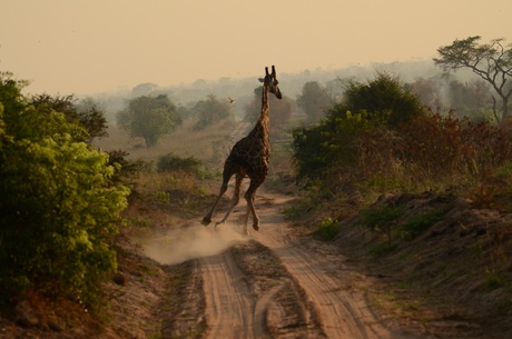 Sprintende Giraffe